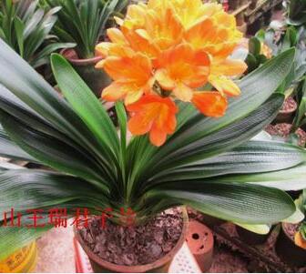 Baby Clivias-Clivia  君子兰苗  大桥  虎头 香味兰 圆头花脸 立板麻油