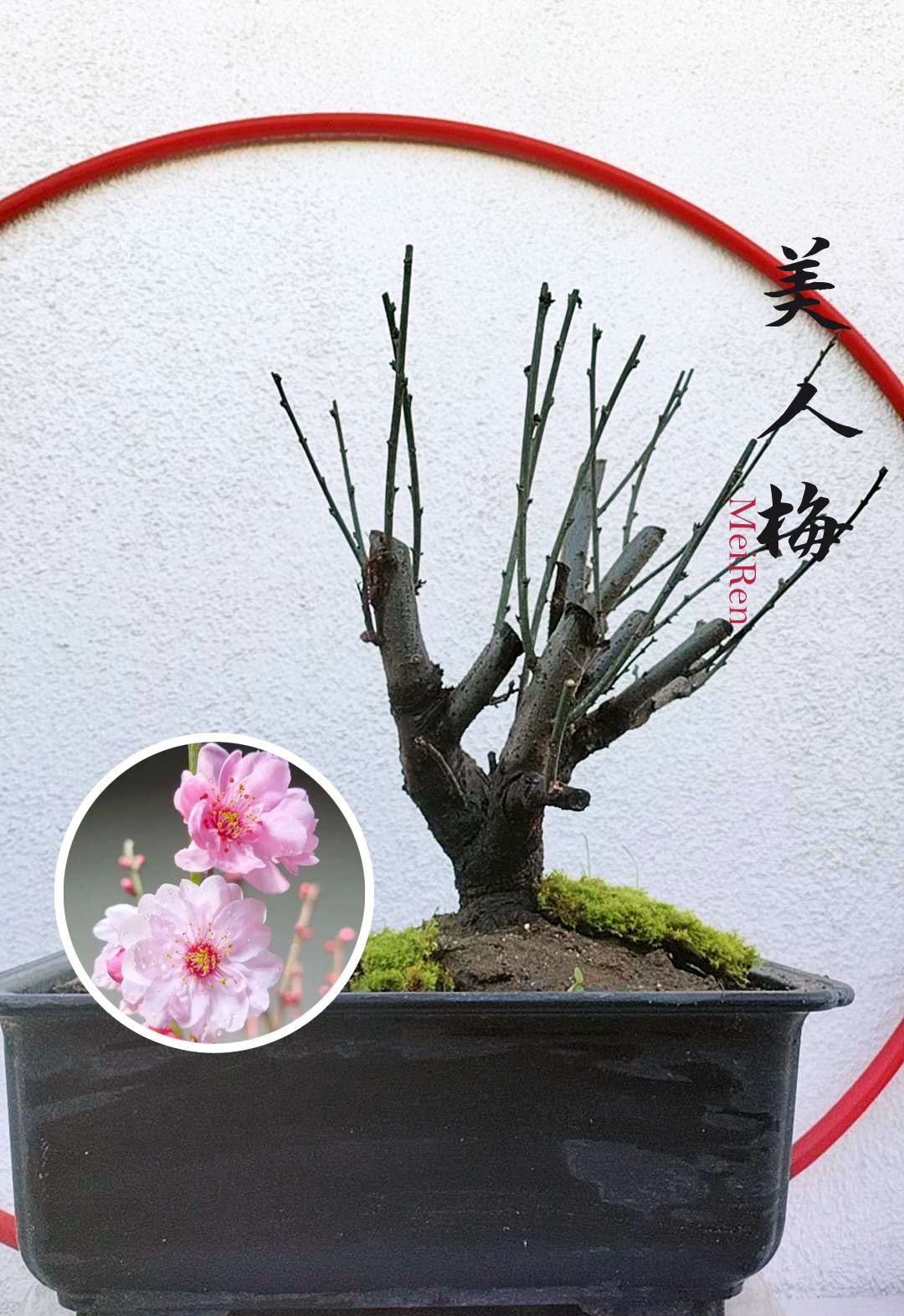 Rare MeiRen Japanese Apricot Bonsai (Prunus mume) – 8+ Year Old with Buds