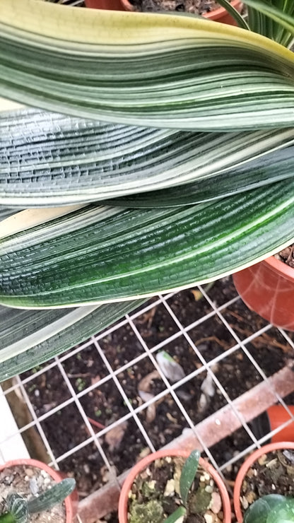 Clivia Seeds-Clivia Miniata Seeds 平尾绿 福伦 鸳鸯 血兰 PingWeiLv FuLun Madarin Duck Blood 5 pcs