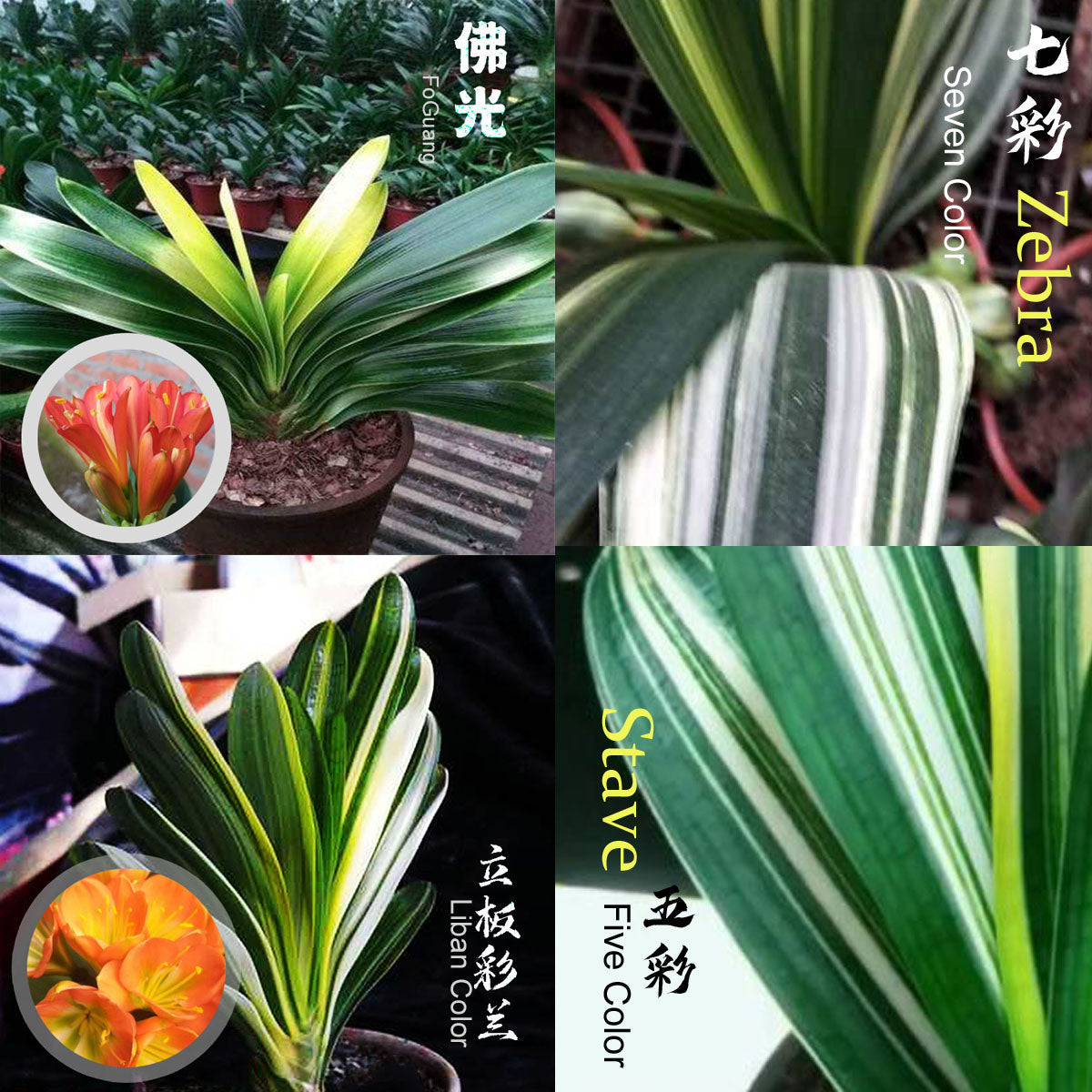 Clivia Seeds-Clivia Miniata seeds-君子兰种子   Stave Tiger Zebra 虎头麻脸 虎斑  微型兰 立板彩兰 短叶油匠  鸳鸯 知雀彩 血兰 Blood (5 seeds)