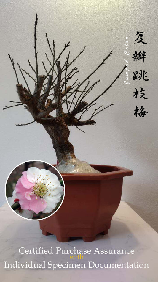 Pre-sale 20 year old Bonsai Double-Petaled Jumping Branch Plum Blossom non-grafted