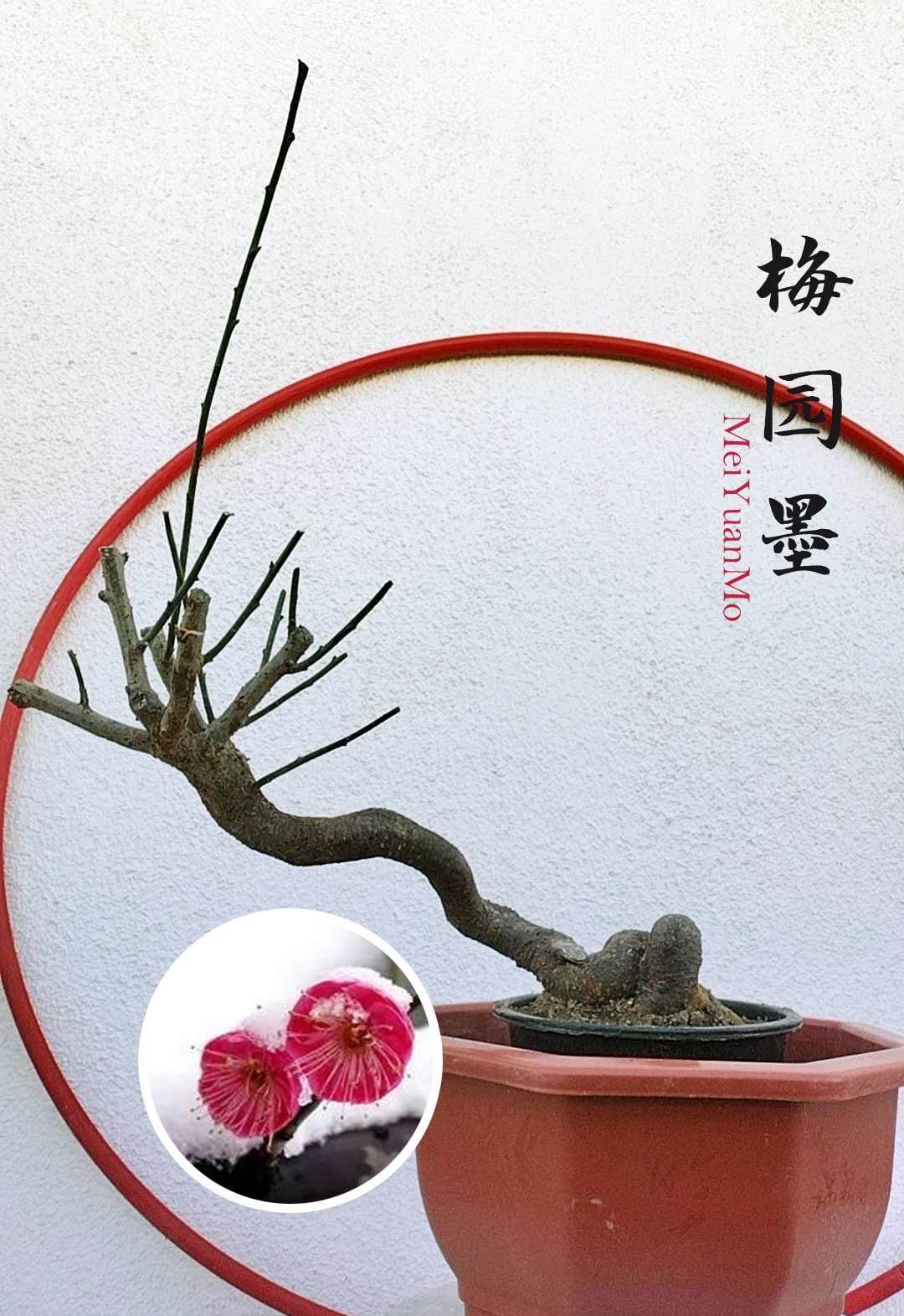 Rare Red MeiYuanMo Japanese Apricot Bonsai (Prunus mume) – 10+ Year Old with Buds