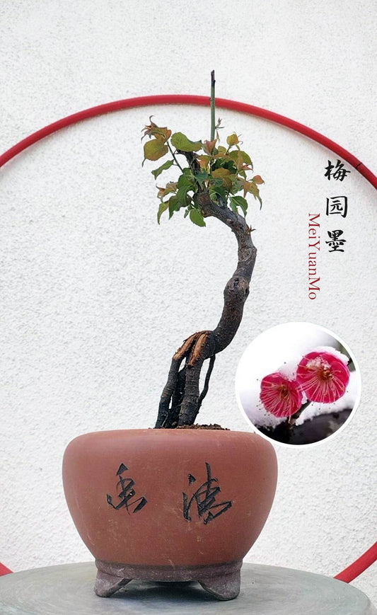 Rare Red MeiYuanMo Japanese Apricot Bonsai (Prunus mume) – 8+ Year Old with pot