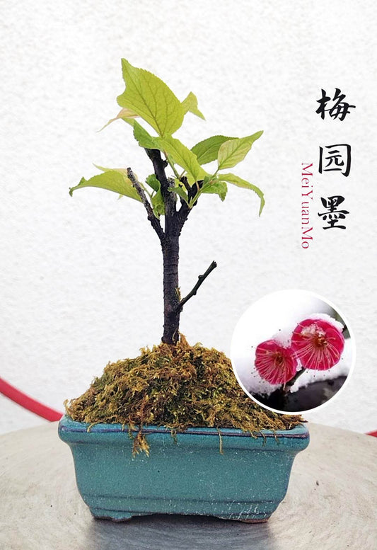 Rare Red MeiYuanMo Japanese Apricot Bonsai (Prunus mume) – 10+ Year Old without Buds