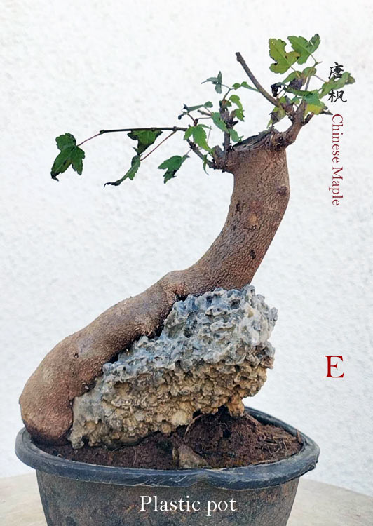 Authentic Chinese Trident Maple cover rock bonsai- Fiery Red Fall Colors with pot CYMUS Nurery