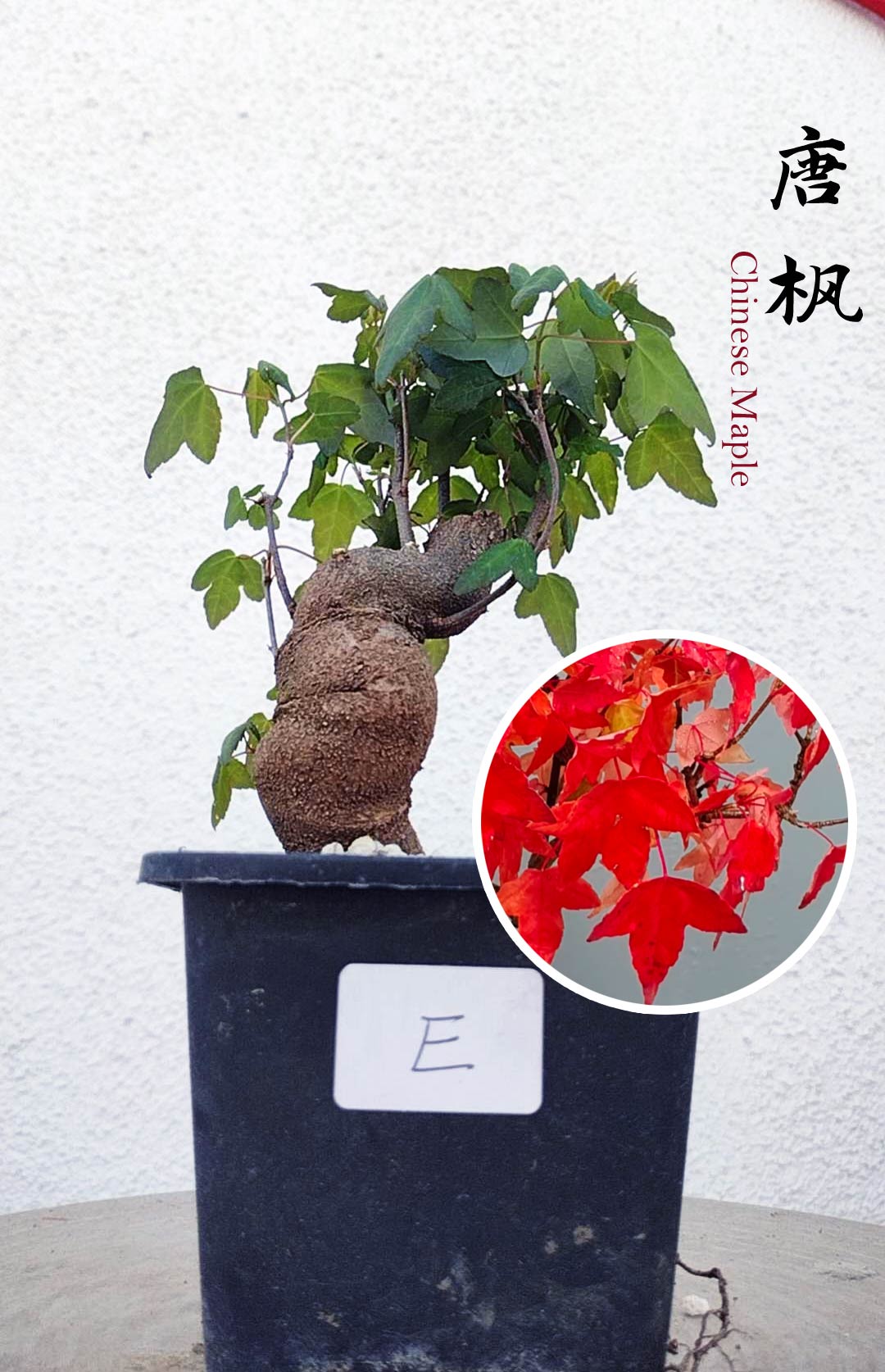 Authentic Chinese Trident Maple bonsai- Fiery Red Fall Colors, with pot