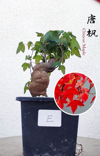 Authentic Chinese Trident Maple bonsai- Fiery Red Fall Colors, with pot