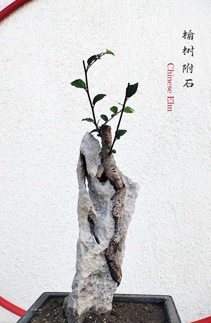 bonsai tree care chinese elm Chinese Elm Root-over-Rock Bonsai – Beginner Friendly easy care shippi – CYMUS Nurery
