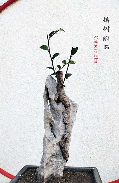 Chinese Elm Root-over-Rock Bonsai – Beginner Friendly easy care shipping with pot