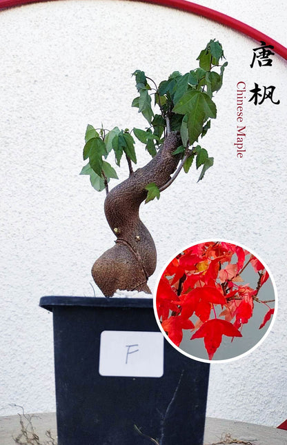 Authentic Chinese Trident Maple bonsai- Fiery Red Fall Colors, with pot