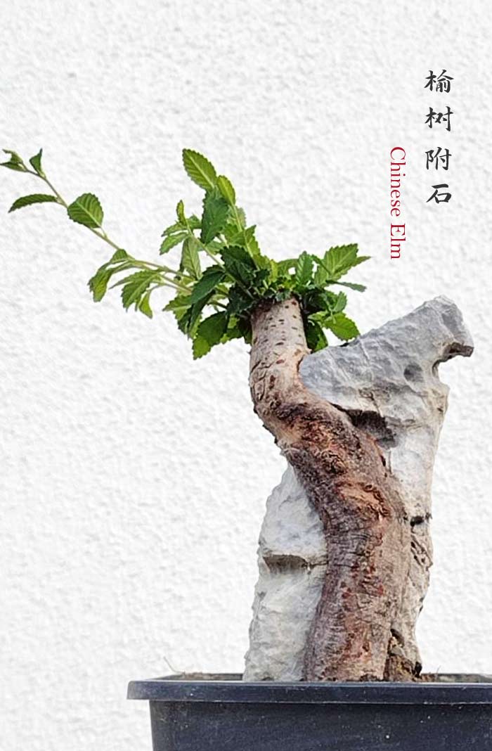 Chinese Elm Root-over-Rock Bonsai – Beginner Friendly easy care shipping with pot