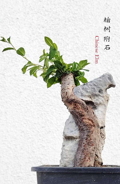Chinese Elm Root-over-Rock Bonsai – Beginner Friendly easy care shipping with pot