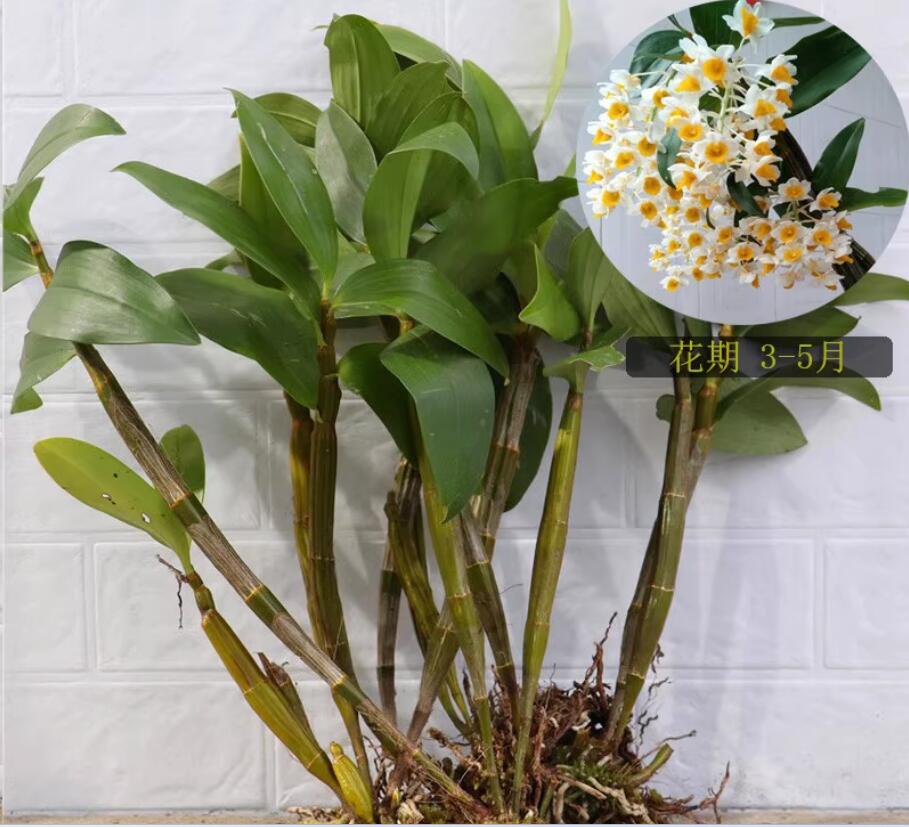 Dendrobium thyrsiflorum 球花石斛 Cooktown Orchid Australia’s Sunshine Bloom without flowers