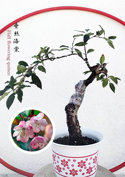 A potted flowering quince bonsai tree with a gnarled trunk and green leaves