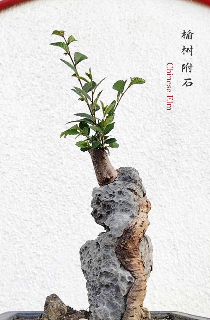 Chinese Elm Root-over-Rock Bonsai – Beginner Friendly easy care shipping with pot