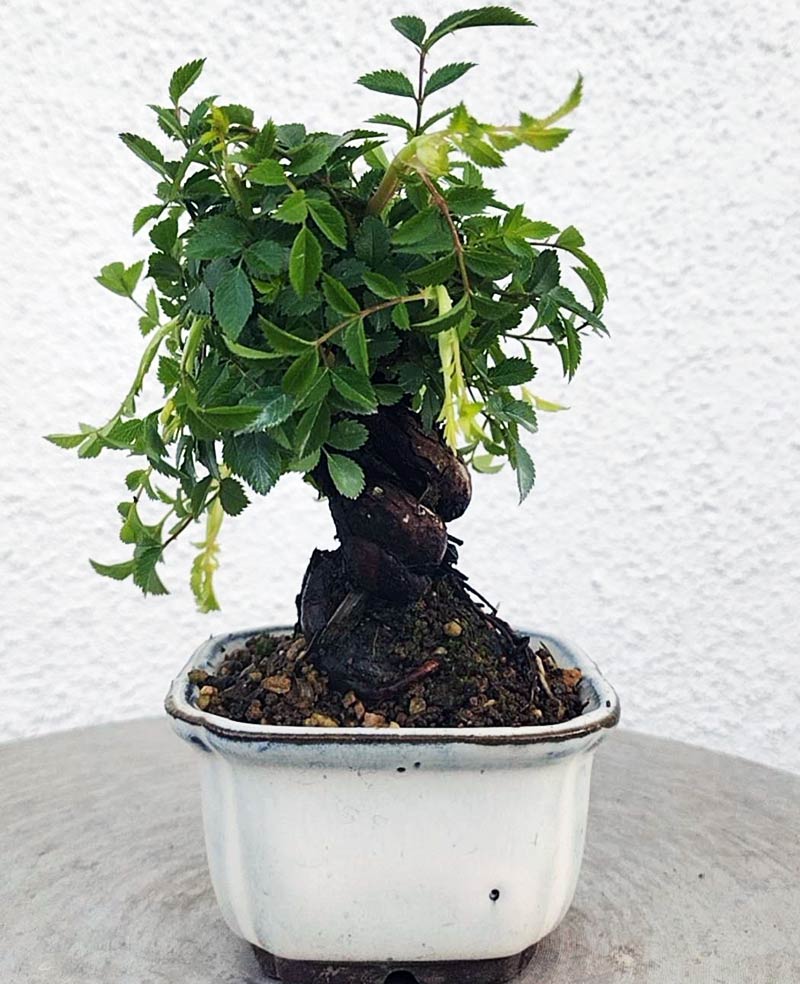 Mini cute Ji Rose with white pot 姬蔷薇 迷你可爱盆景 Bonsai Live Green Bonsai Tree Indoor outdoor Gardening Live Houseplant Home Decor Gift