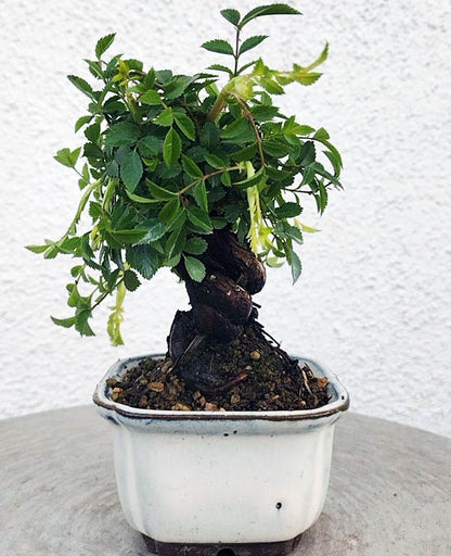 Mini cute Ji Rose with white pot 姬蔷薇 迷你可爱盆景 Bonsai Live Green Bonsai Tree Indoor outdoor Gardening Live Houseplant Home Decor Gift