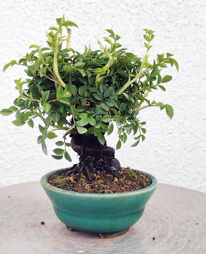 Mini cute Ji Rose with white pot 姬蔷薇 迷你可爱盆景 Bonsai Live Green Bonsai Tree Indoor outdoor Gardening Live Houseplant Home Decor Gift