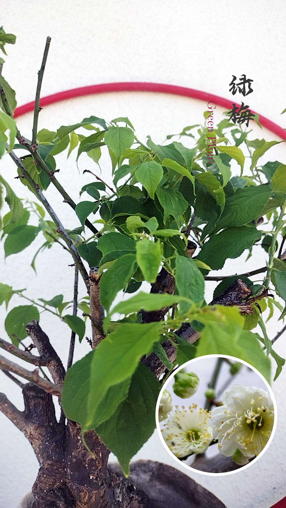 Bonsai tree with green leaves and a close-up inset of white flowers on a light background.