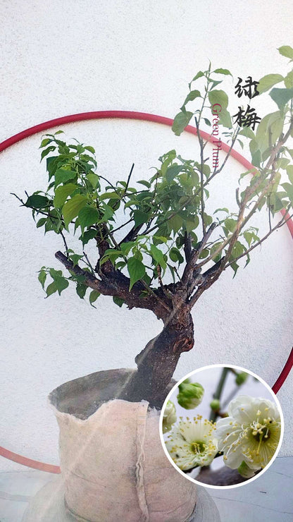 Bonsai tree in a pot with a close-up of its flowers on a white background