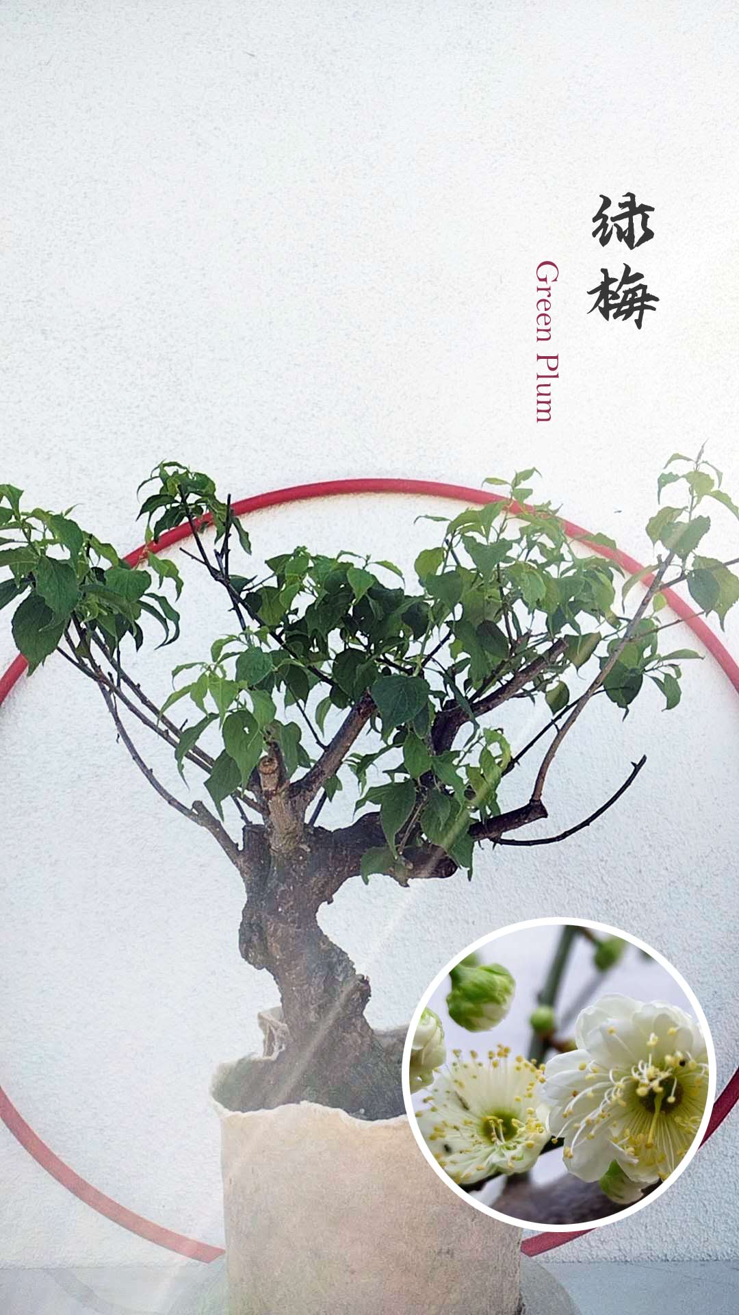 green calyx mature tree
