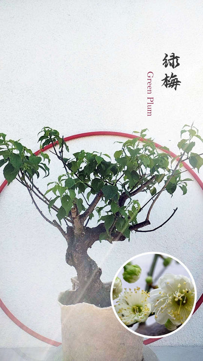 green calyx mature tree