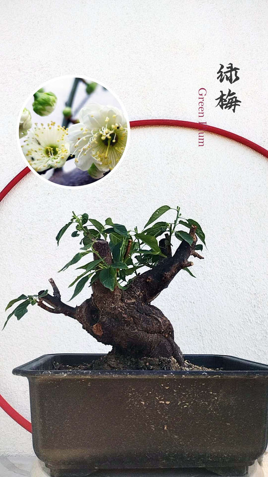 Bonsai tree in a pot with close-up inset of white flowers on a light background