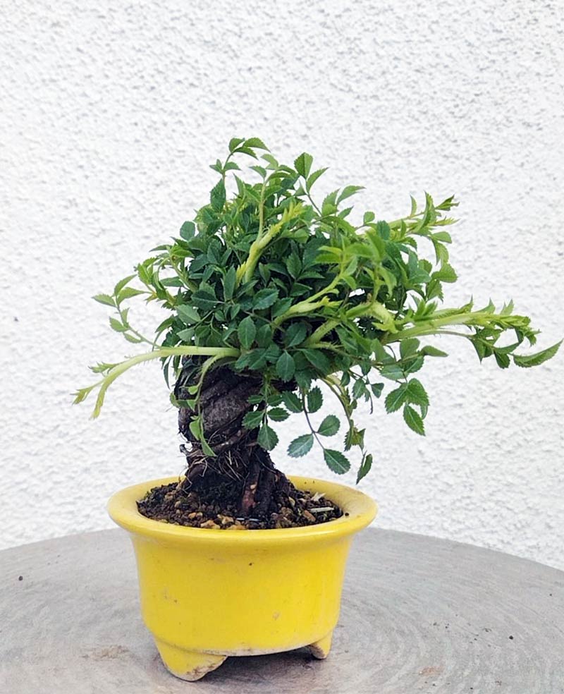Mini cute Ji Rose with white pot 姬蔷薇 迷你可爱盆景 Bonsai Live Green Bonsai Tree Indoor outdoor Gardening Live Houseplant Home Decor Gift