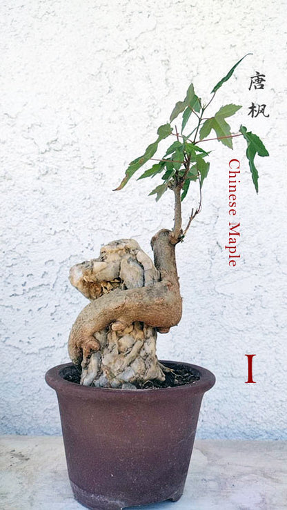 Chinese Trident Maple Bonsai Cover Rock - Fiery Red Fall Colors with Pot CYMUS Nurery