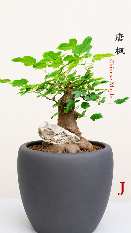 Chinese Trident Maple Bonsai Cover Rock - Fiery Red Fall Colors with Pot CYMUS Nurery