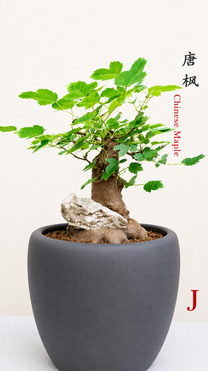 Chinese Trident Maple Bonsai Cover Rock - Fiery Red Fall Colors with Pot CYMUS Nurery