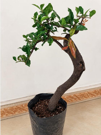 fruit bonsai