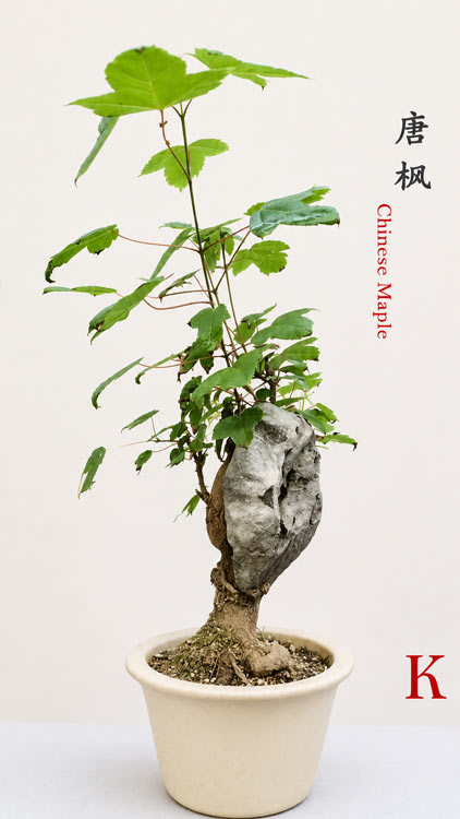 Chinese Trident Maple Bonsai Cover Rock - Fiery Red Fall Colors with Pot CYMUS Nurery