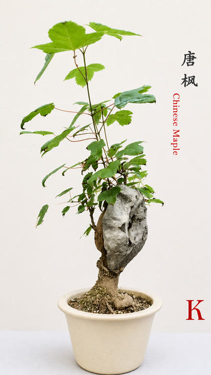 Chinese Trident Maple Bonsai Cover Rock - Fiery Red Fall Colors with Pot CYMUS Nurery