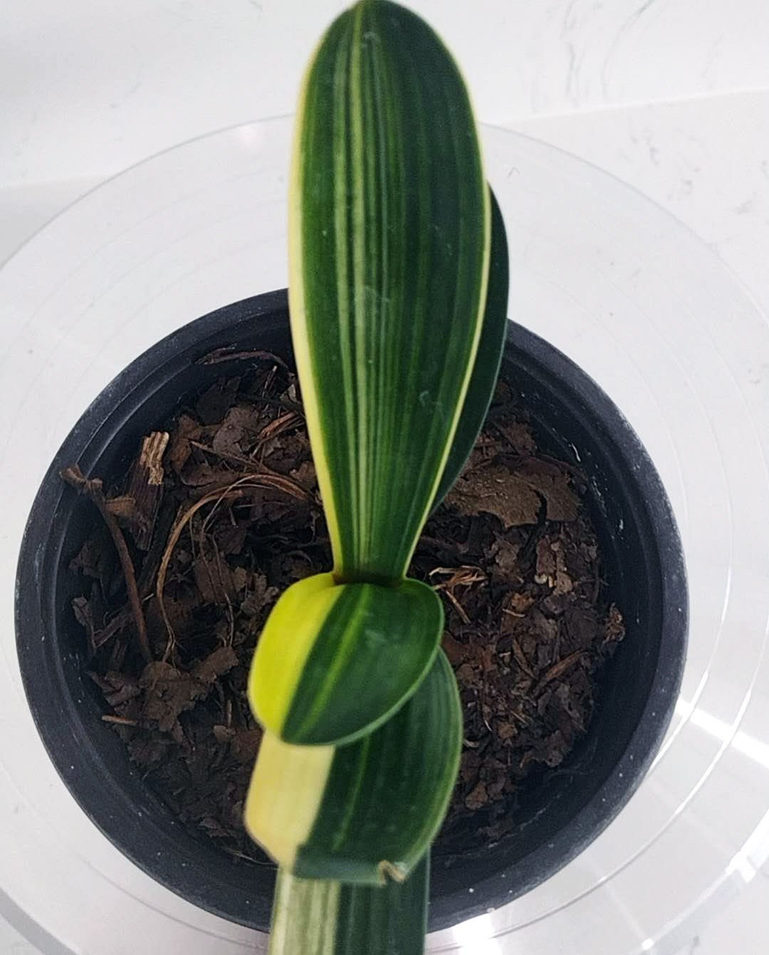 Variegated Clivia 鸳鸯 Mandarin Duck with pot  M001