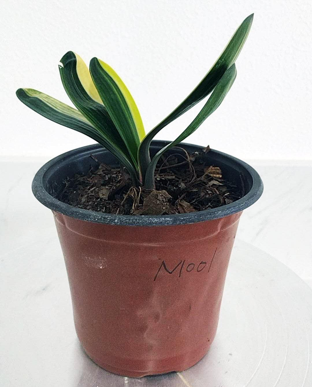 Variegated Clivia 鸳鸯 Mandarin Duck with pot  M001