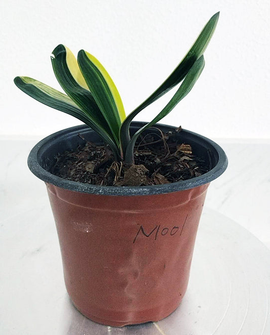 Variegated Clivia 鸳鸯 Mandarin Duck with pot  M001