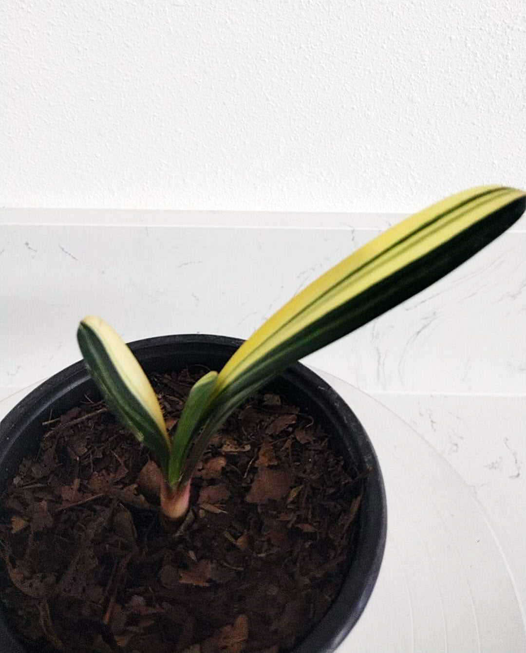 Potted plant with green and yellow leaves on a white surface