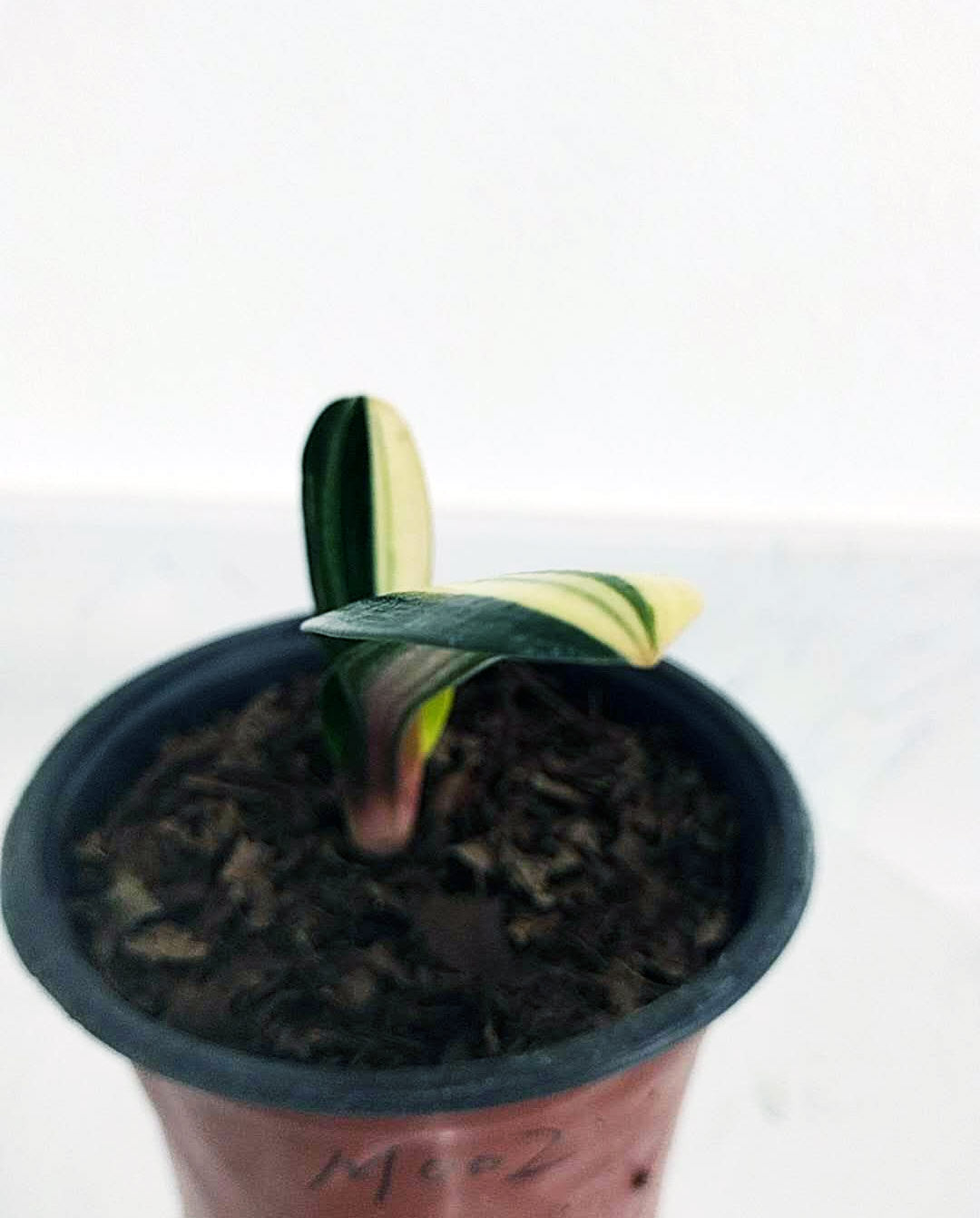 Potted plant with a white background
