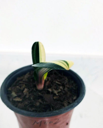 Potted plant with a white background