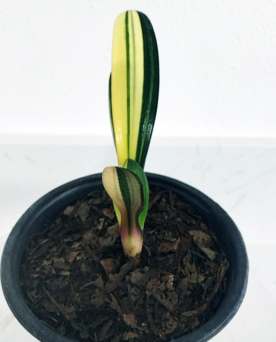 Potted plant with striped leaves on a white background
