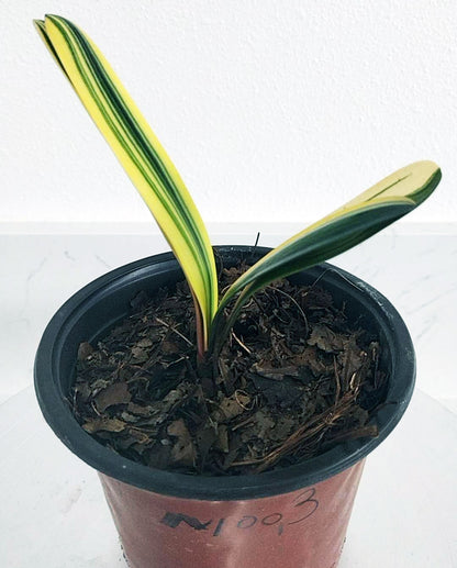 Nice Variegated Clivia