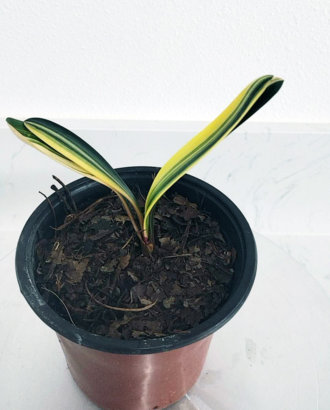 Potted plant with striped leaves on a white background