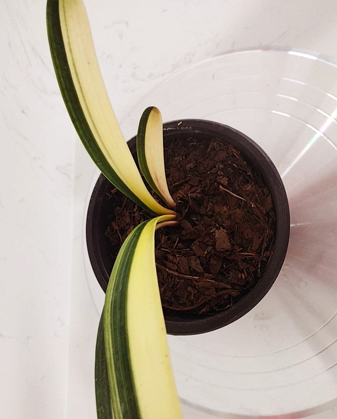 Potted plant with long green leaves on a white background