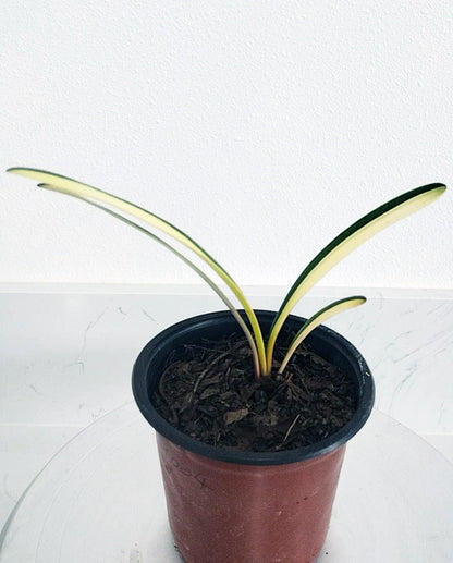 Potted plant with long green leaves on a white background