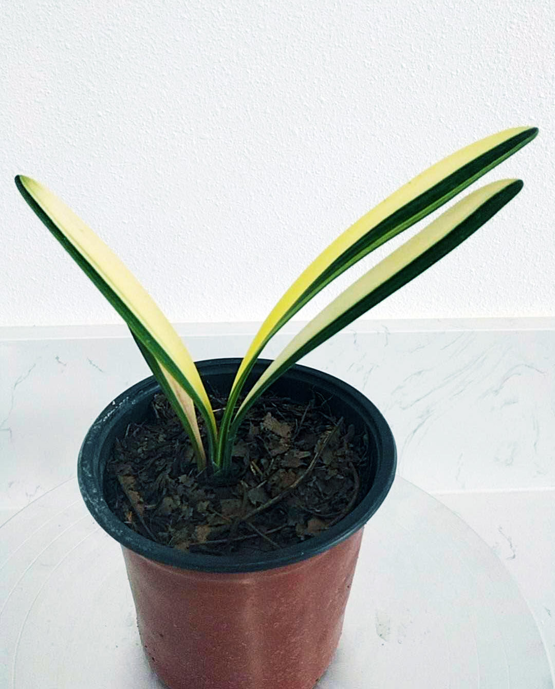 Potted plant with green and yellow leaves on a white surface