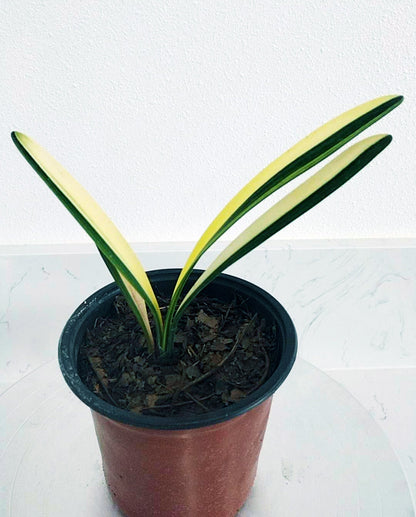 Potted plant with green and yellow leaves on a white surface