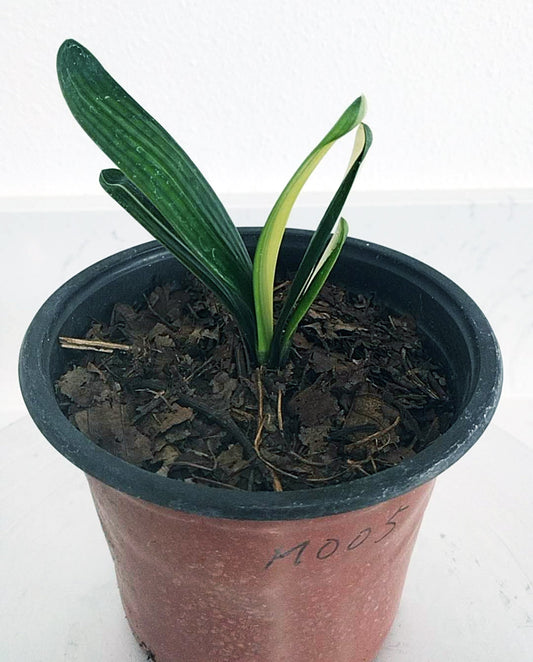 Potted plant with green leaves in a pot on a white background