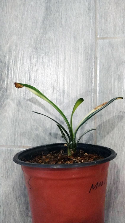 Variegated Clivia Plant 鸳鸯 Mandarin Duck Clivia with pot M006 CYMUS Orchids Sale