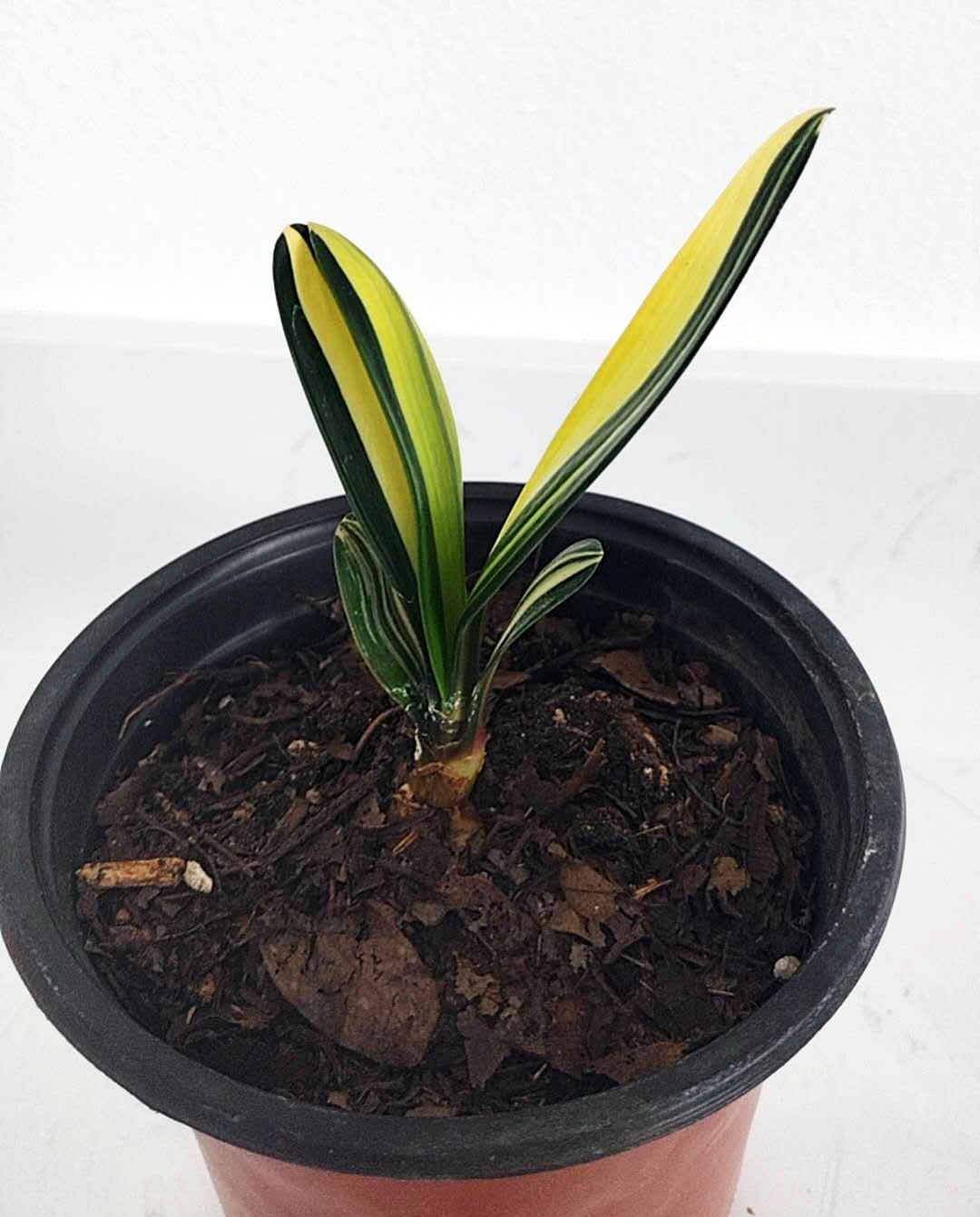 Potted plant with striped leaves on a white background